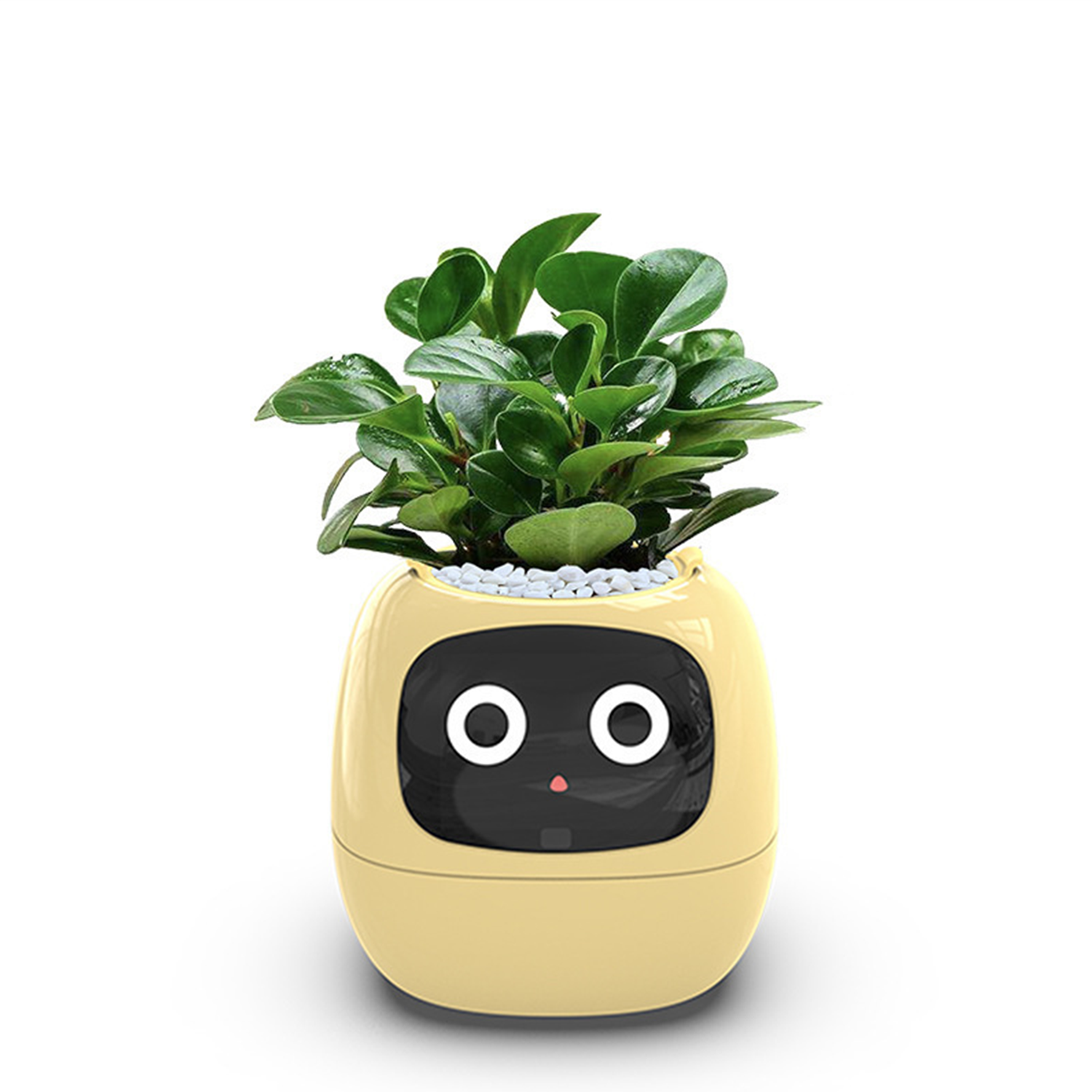 Kamiuzzly Smart Plant Monitor with, Cute Desktop Pet for Home/Office Ecosystem.